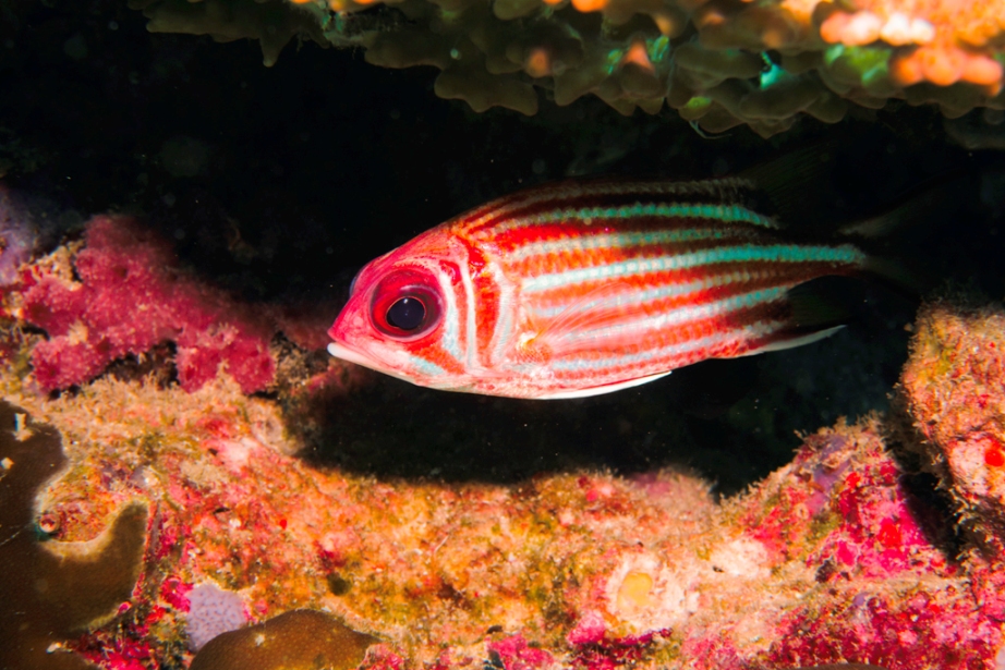 Longspine Squirrel Fish